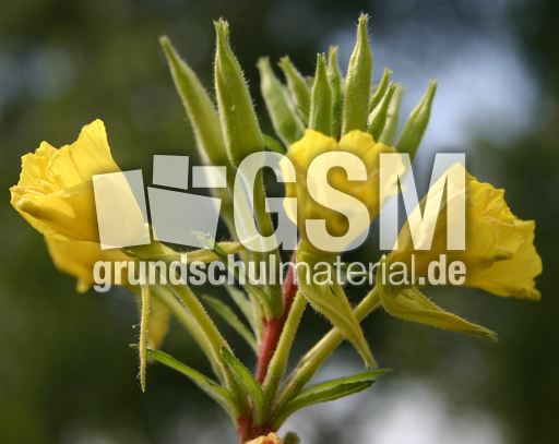 Gemeine-Nachtkerze-4.jpg